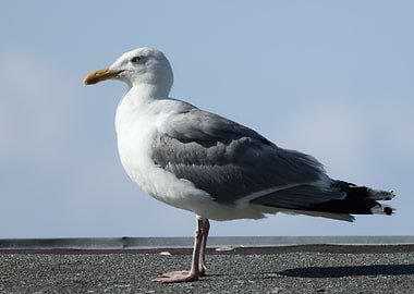 Seagull Standing on a Rooftop
