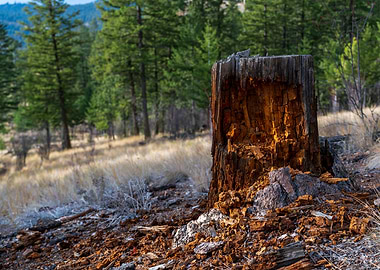 Tree Stump in Forest Landscape