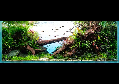 Nature Aquarium - Aquascape