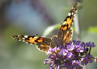 Butterfly on Purple Flowers