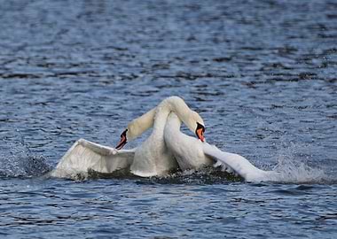 Two Swans Interacting in Water
