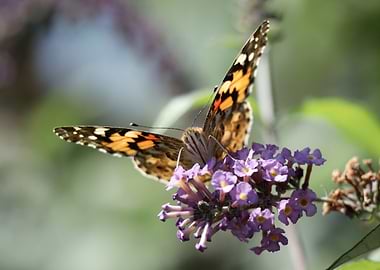 Butterfly on Purple Flowers