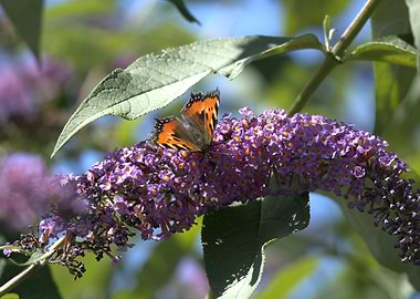 Butterfly on Purple Flowers