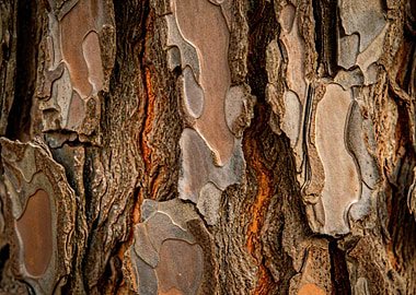 Detailed Tree Bark Texture Close-Up