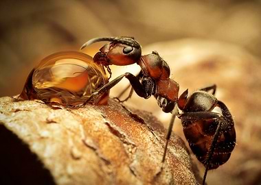 Ant drinking a drop of liquid