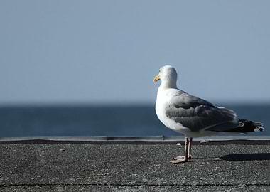 Seagull portrait on a sunny day