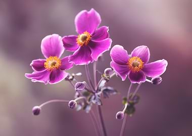 Three Pink Flowers with Buds