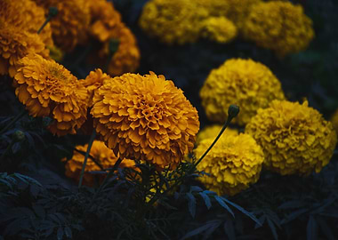 Marigold Flowers in Bloom