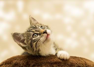 Cute Tabby Kitten Looking Upward