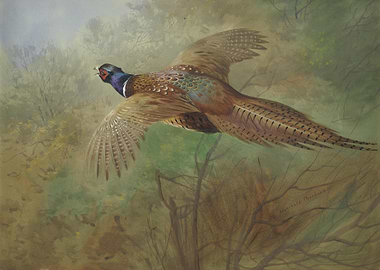 Pheasant in Flight Painting