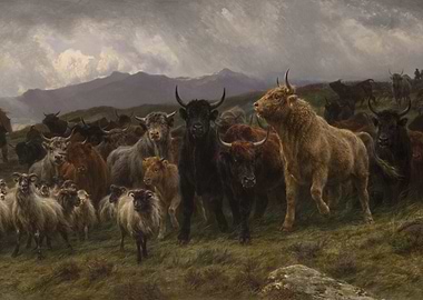 Highland Cattle and Sheep Painting