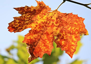 Autumn Leaf Close-Up