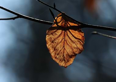 Autumn Leaf on Branch