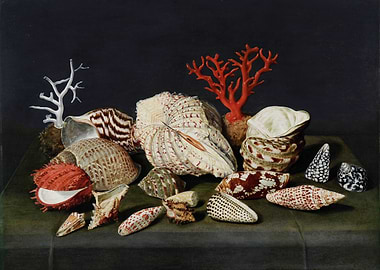 Still Life with Seashells and Coral