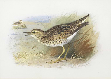 Watercolor Painting of Sandpiper Birds