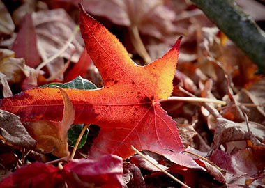 Autumn Leaf on Forest Floor