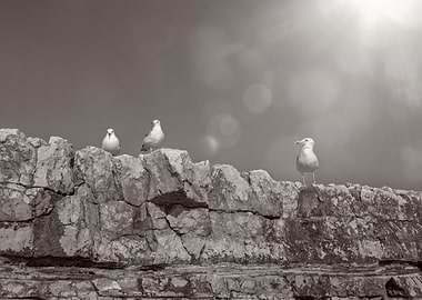 Seagulls on Rocky Cliff