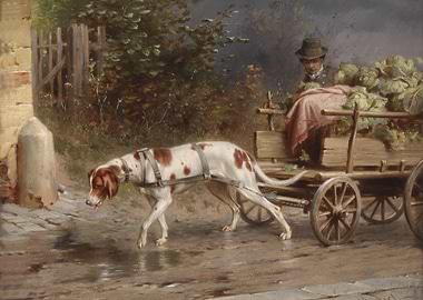 Dog pulling cart with man and cabbages