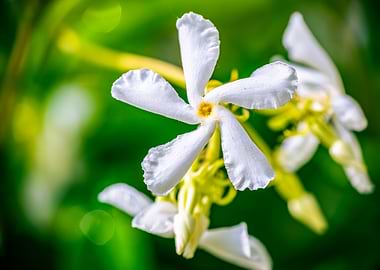 White Star Jasmine Flower Close-Up