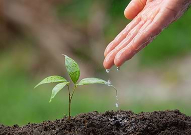 Watering a Young Plant