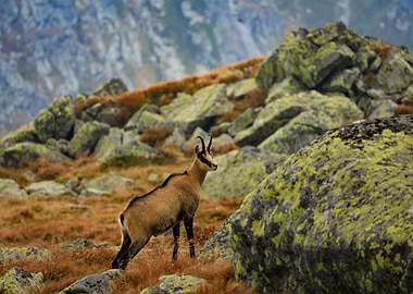 Chamois in Mountain Landscape