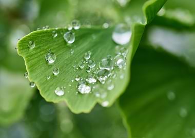 Ginkgo Leaf with Water Droplets