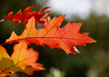 Autumn Oak Leaf Close-Up