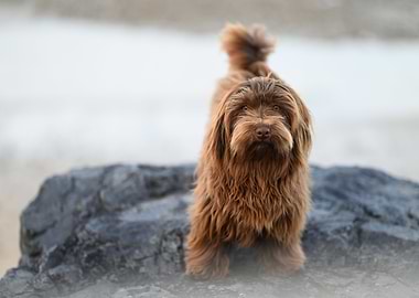 Brown Havanese Dog on a Rock
