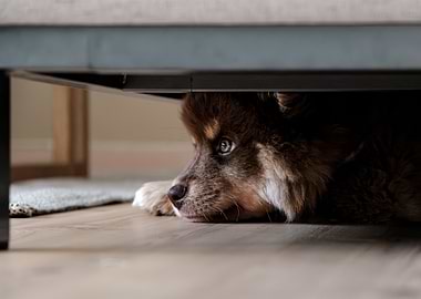 Puppy hiding under furniture