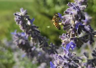 Bee on Lavender Flower