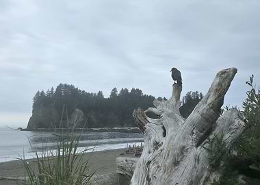 Raven on Driftwood at the Beach