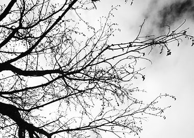Black and White Tree Branches Silhouette