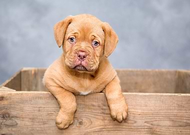 Adorable puppy in a wooden crate