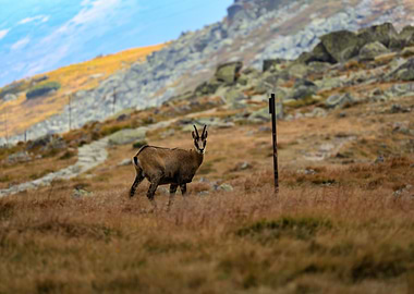 Chamois in Mountain Landscape