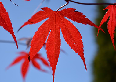 Red Maple Leaves Against Blue Sky