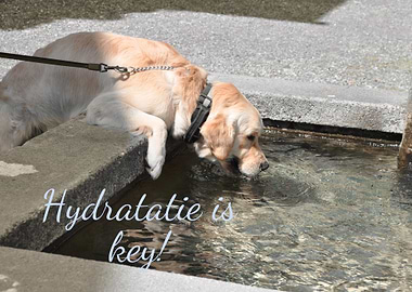 Golden Retriever Drinking Water