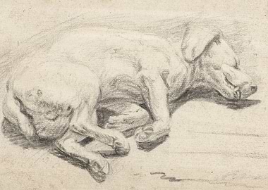Pencil Sketch of a Sleeping Dog