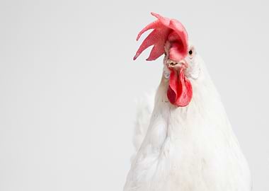White Chicken Portrait with Red Comb