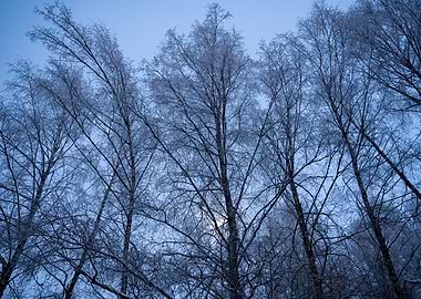 Winter Trees Against Blue Sky
