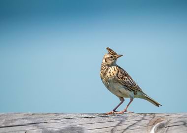 Eurasian Skylark on Wooden Fence