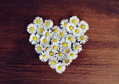 Daisy Heart on Wood