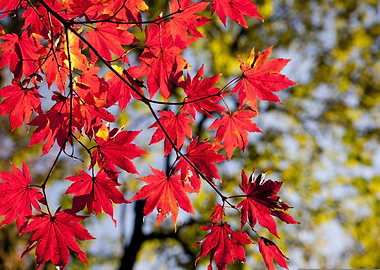 Red Maple Leaves in Autumn Sunlight