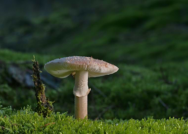 Mushroom in Mossy Forest
