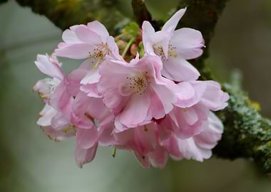 Pink Cherry Blossoms on Branch