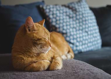 Sleeping Ginger Cat on Couch