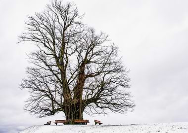 Winter Tree with Benches