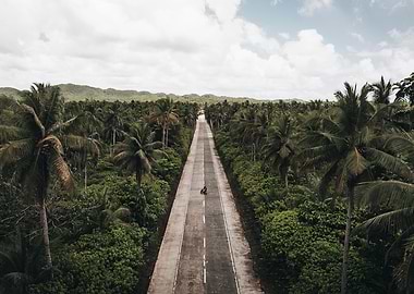 Tropical Road Trip