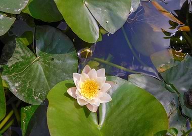 Water Lily in Pond
