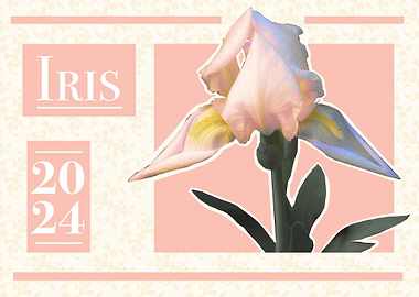 White Iris Poster