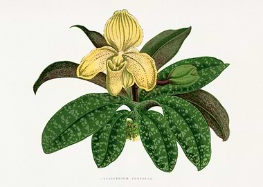 Cypripedium Concolor Botanical Illustration